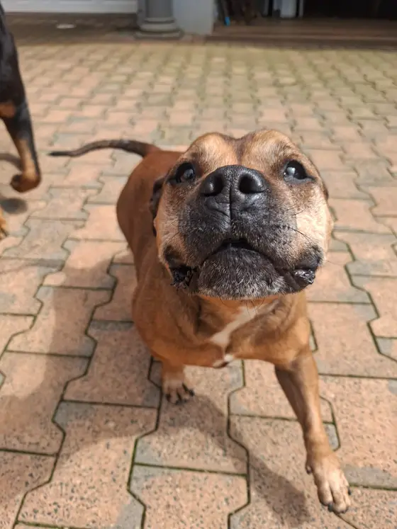 A brown Staffie looking up at the camera on a paved driveway
