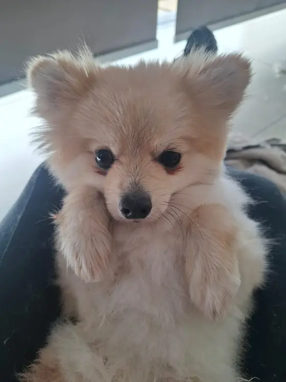 A fluffy cream Pomeranian lying on its back with its paws up