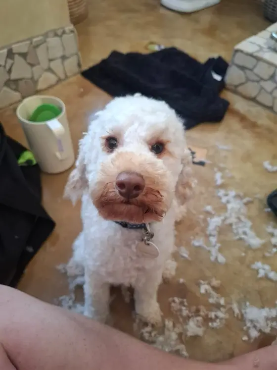 A freshly groomed white poodle cross sitting among clipped fur