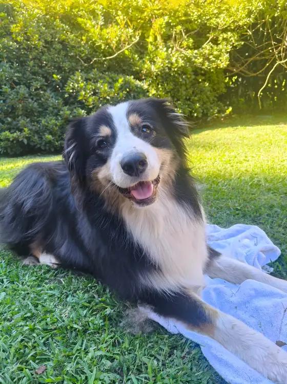 A smiling tricolour Australian Shepherd lying on a towel on the lawn after a brush-out