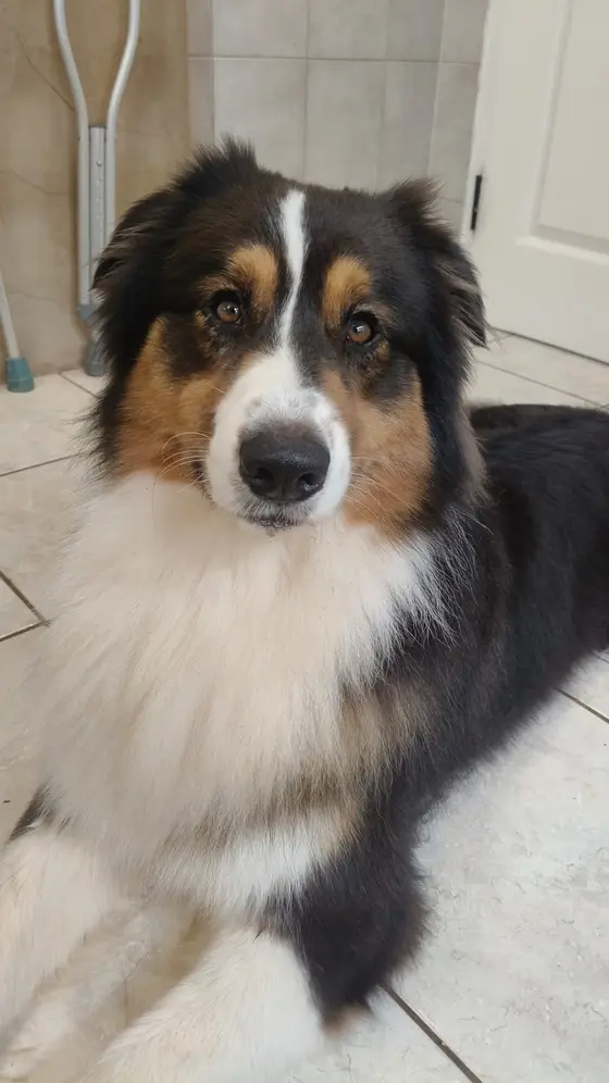 A tricolour Australian Shepherd with a fluffy white chest lying on a tiled floor