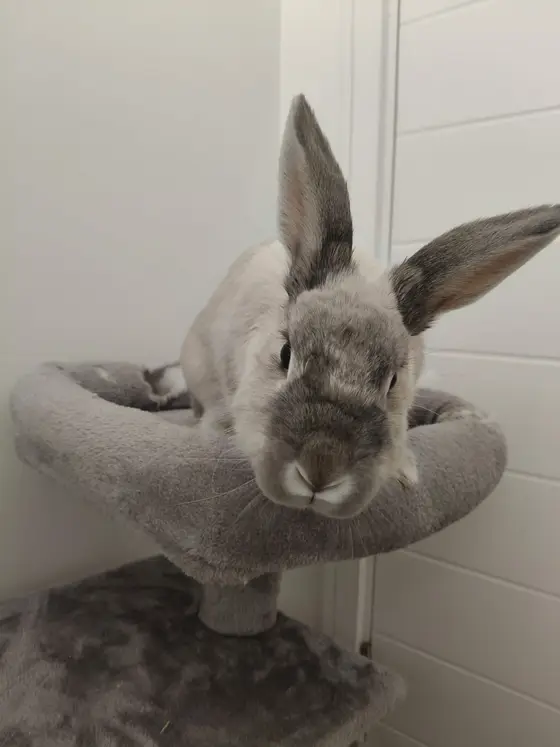 A grey and white rabbit with tall ears sitting on a cat tree