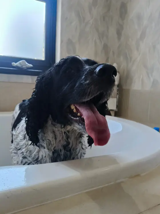 A wet black and white spaniel in the bath with its tongue out