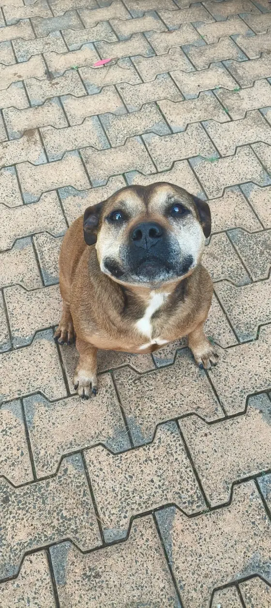 A brown Staffie sitting on paving and looking up
