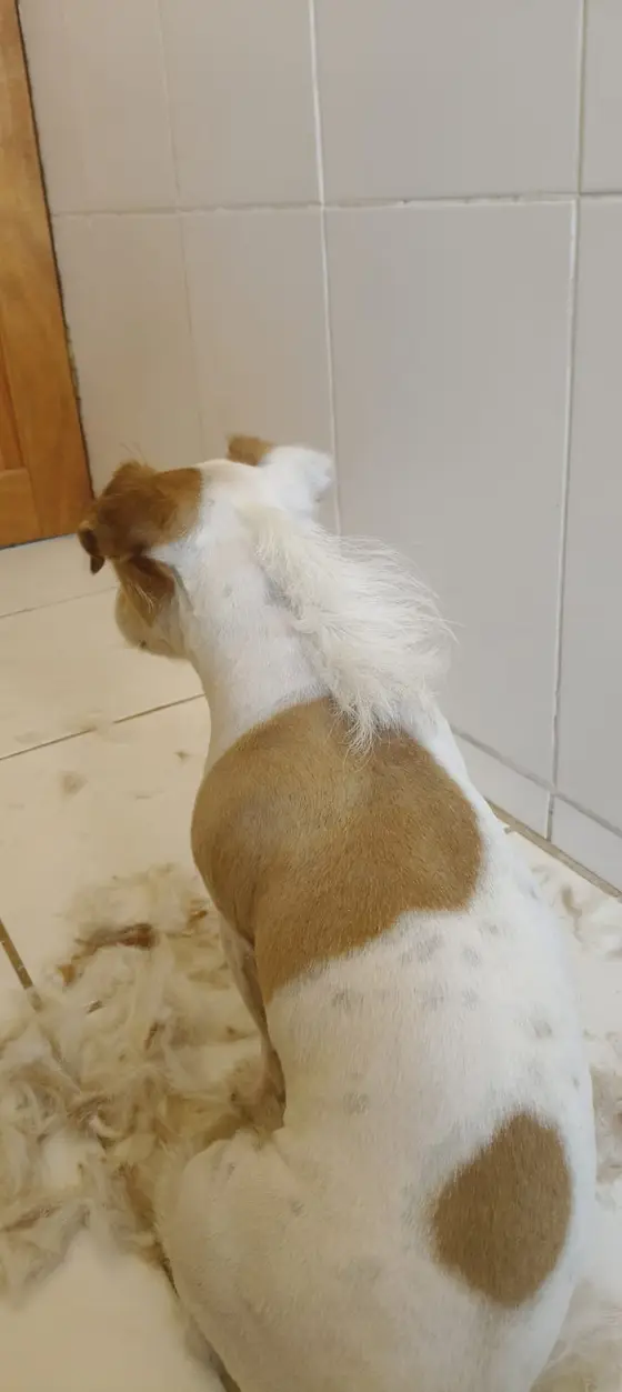 A white and tan dog seen from behind after a fresh clip, with fur on the floor