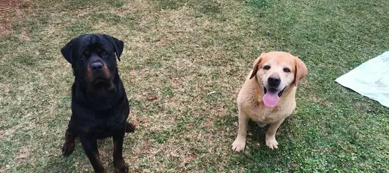 A Rottweiler and a yellow Labrador sitting side by side on the lawn