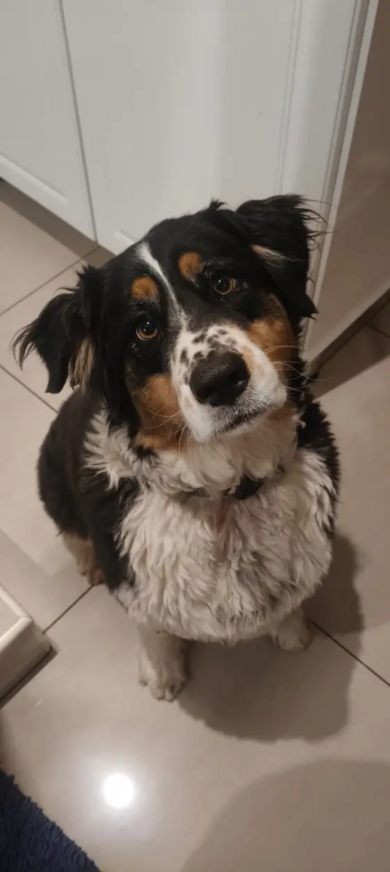 A tricolour Australian Shepherd sitting on a kitchen floor and looking up