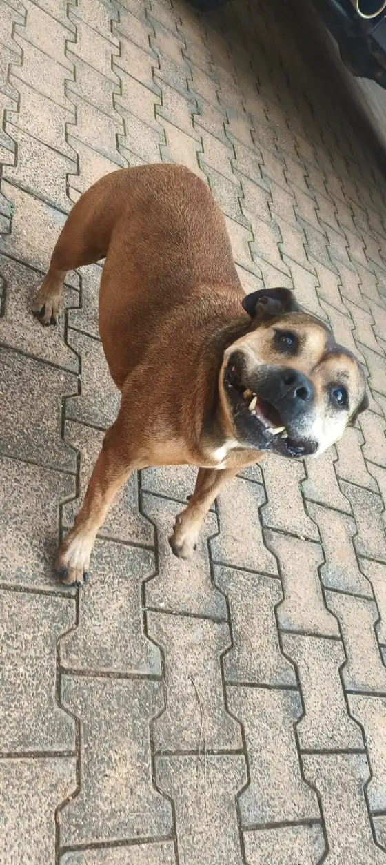 A happy brown Staffie with a big grin on a paved driveway