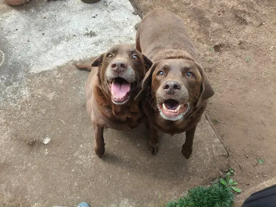 Two chocolate Labradors looking up with big open-mouthed smiles