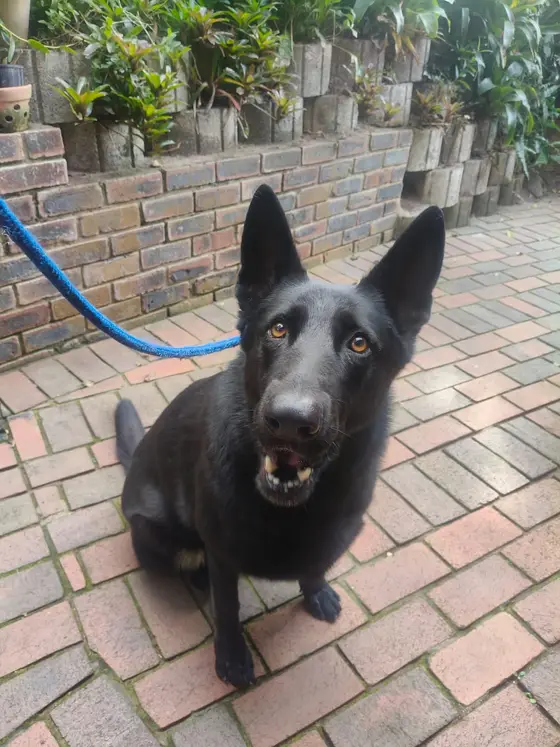 A black German Shepherd with tall ears sitting on a brick path