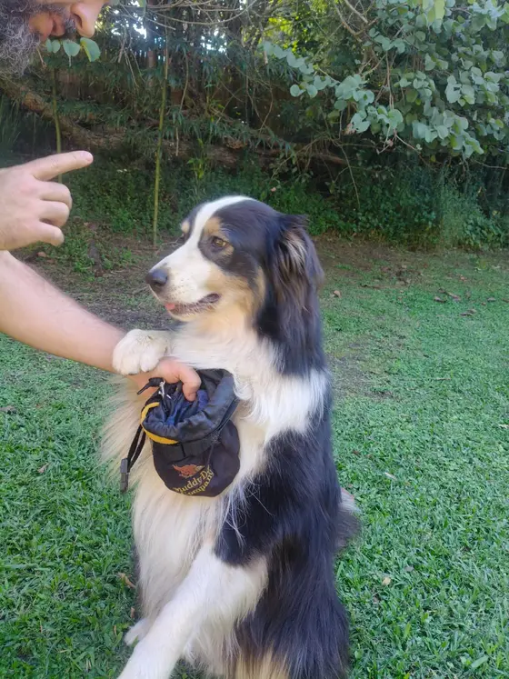 A fluffy Australian Shepherd sitting up and giving a paw for a treat