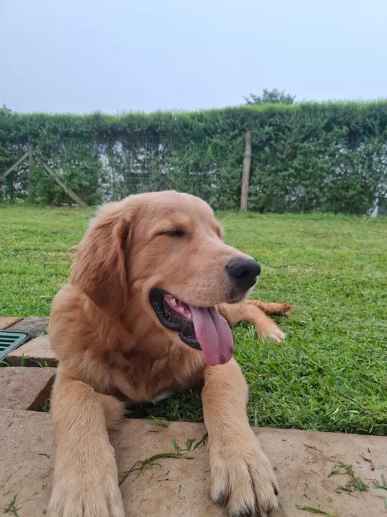 A golden retriever puppy lying on the grass with its tongue out