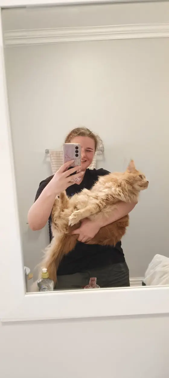 A large ginger Maine Coon cat being held up in front of a mirror