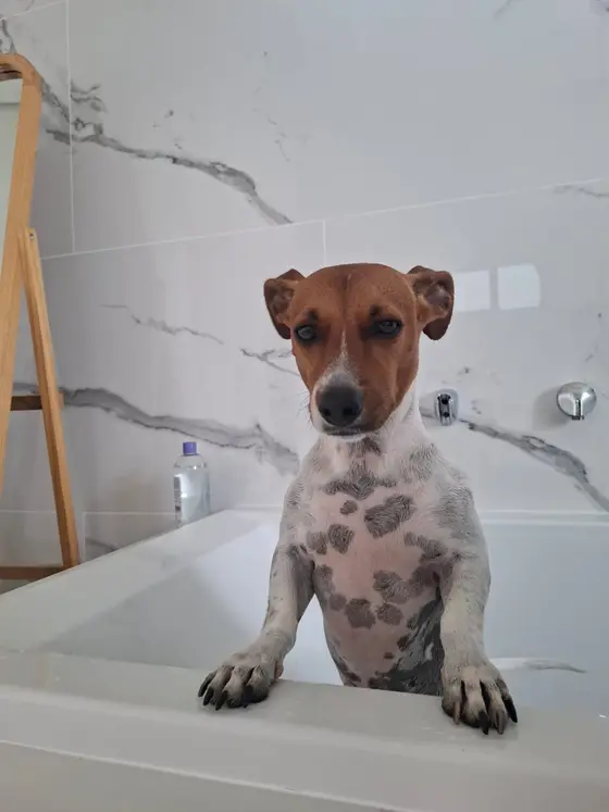 A Jack Russell standing up in the bath with its paws on the edge