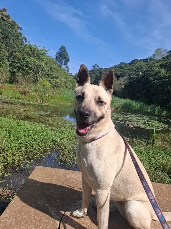 A cream shepherd cross with tall ears sitting by a pond on a walk