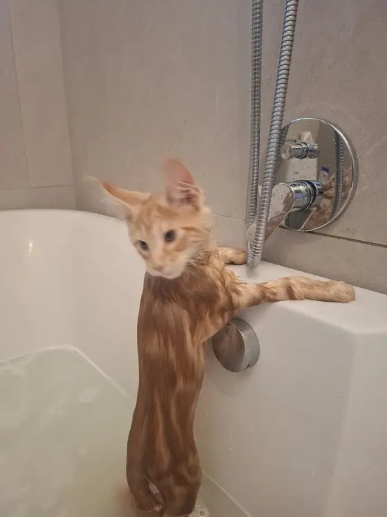 A wet ginger Maine Coon kitten climbing out of the bath