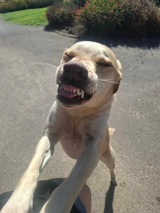 A cream dog jumping up for a cuddle with a big toothy grin