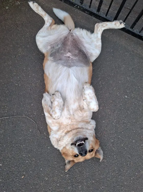 A ginger and white dog lying upside down for a belly rub