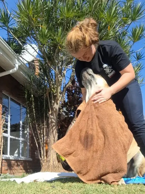 Our groomer towel-drying a dog on the lawn