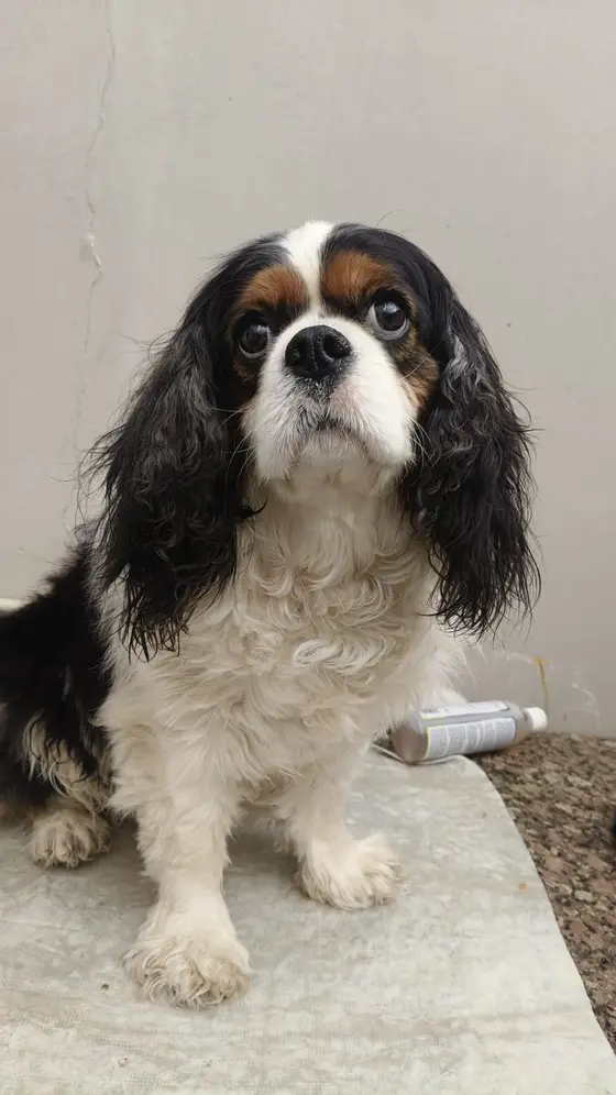 A tricolour Cavalier King Charles Spaniel sitting after a wash