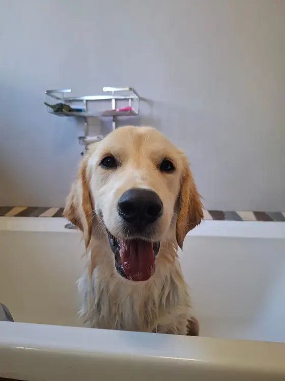 A wet golden retriever puppy smiling in the bath