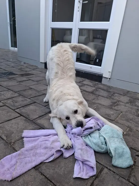 A cream golden retriever playing with towels on the patio